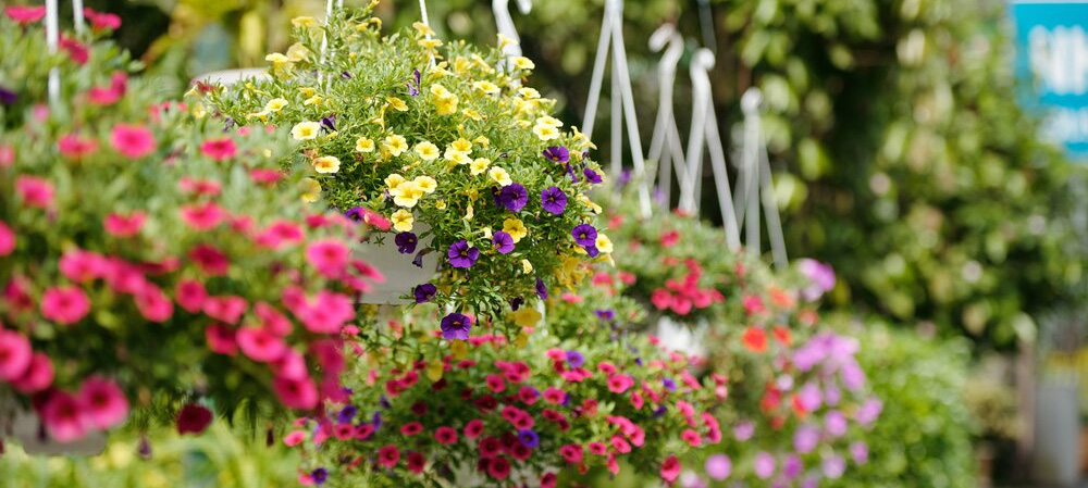 Tuin Planten Winkel -Tuin Planten Winkel 1