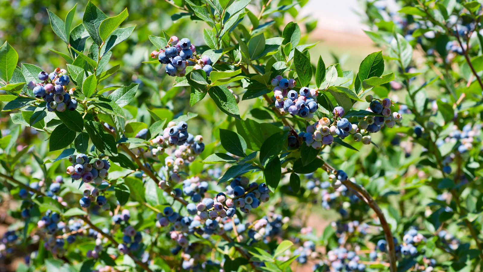 Tuin Planten Winkel -Tuin Planten Winkel 2