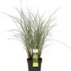 Chinees Riet (Miscanthus Sinensis 'Gracillimus') D 19 H 45 Cm -Tuin Planten Winkel 4260377080241