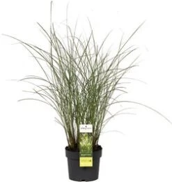 Chinees Riet (Miscanthus Sinensis 'Gracillimus') D 19 H 45 Cm