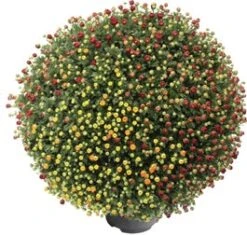 Bolchrysant (Chrysanthemum 'Carnaval') D 19 H 45 Cm