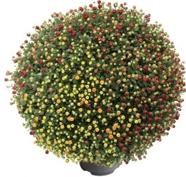 Bolchrysant (Chrysanthemum 'Carnaval') D 19 H 45 Cm 3 Bolchrysant (Chrysanthemum 'Carnaval') D 19 H 45 Cm