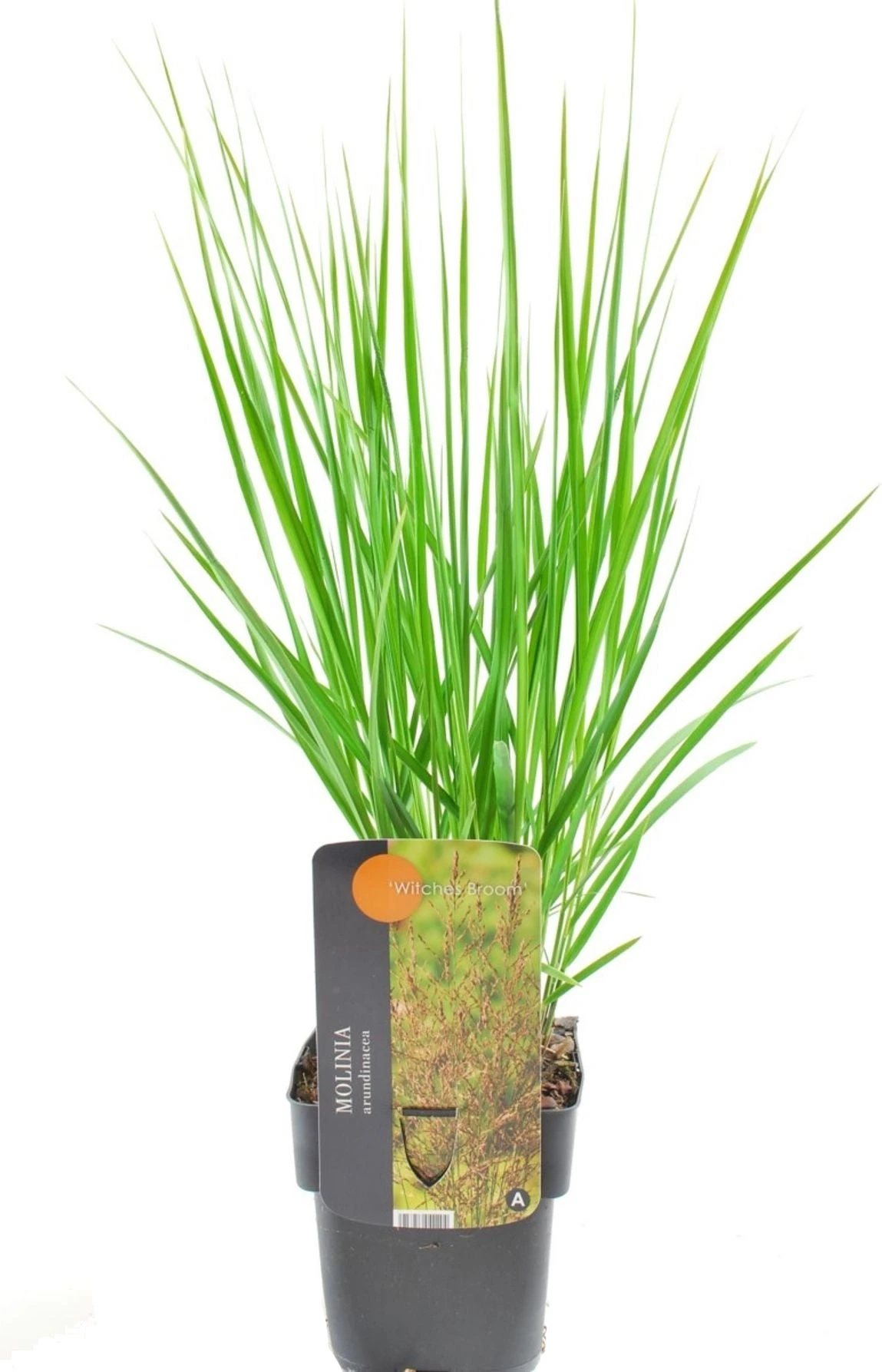 Pijpestrootje (Molinia Arundinacea 'Witches Broom') D 17 H 10 Cm 4 Pijpestrootje (Molinia Arundinacea 'Witches Broom') D 17 H 10 Cm - Afbeelding 2