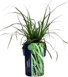 Zegge (Carex Oshimensis 'Everlime') D 17 H 30 Cm