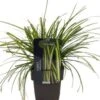 Zegge (Carex Oshimensis 'Eversheen') D 17 H 35 Cm 1 Zegge (Carex Oshimensis 'Eversheen') D 17 H 35 Cm -Tuin Planten Winkel 5413953036531
