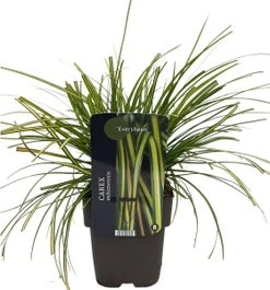 Zegge (Carex Oshimensis 'Eversheen') D 17 H 35 Cm