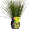 Zegge (Carex Testacea 'Prairie Fire') D 17 H 45 Cm -Tuin Planten Winkel 5413953041887
