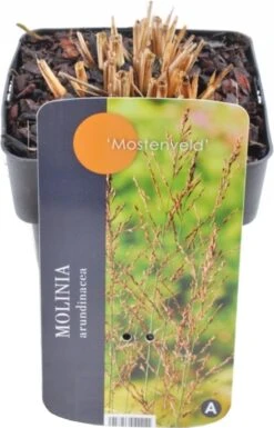 Pijpestrootje (Molinia Arundinacea 'JS Mostenveld') D 17 H 10 Cm