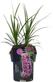 Leliegras (Liriope Muscari 'Big Blue') D 17 H 30 Cm 3 Leliegras (Liriope Muscari 'Big Blue') D 17 H 30 Cm