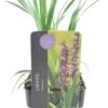 Leliegras (Liriope Muscari 'Royal Purple') D 17 H 30 Cm 1 Leliegras (Liriope Muscari 'Royal Purple') D 17 H 30 Cm -Tuin Planten Winkel 5413953062721
