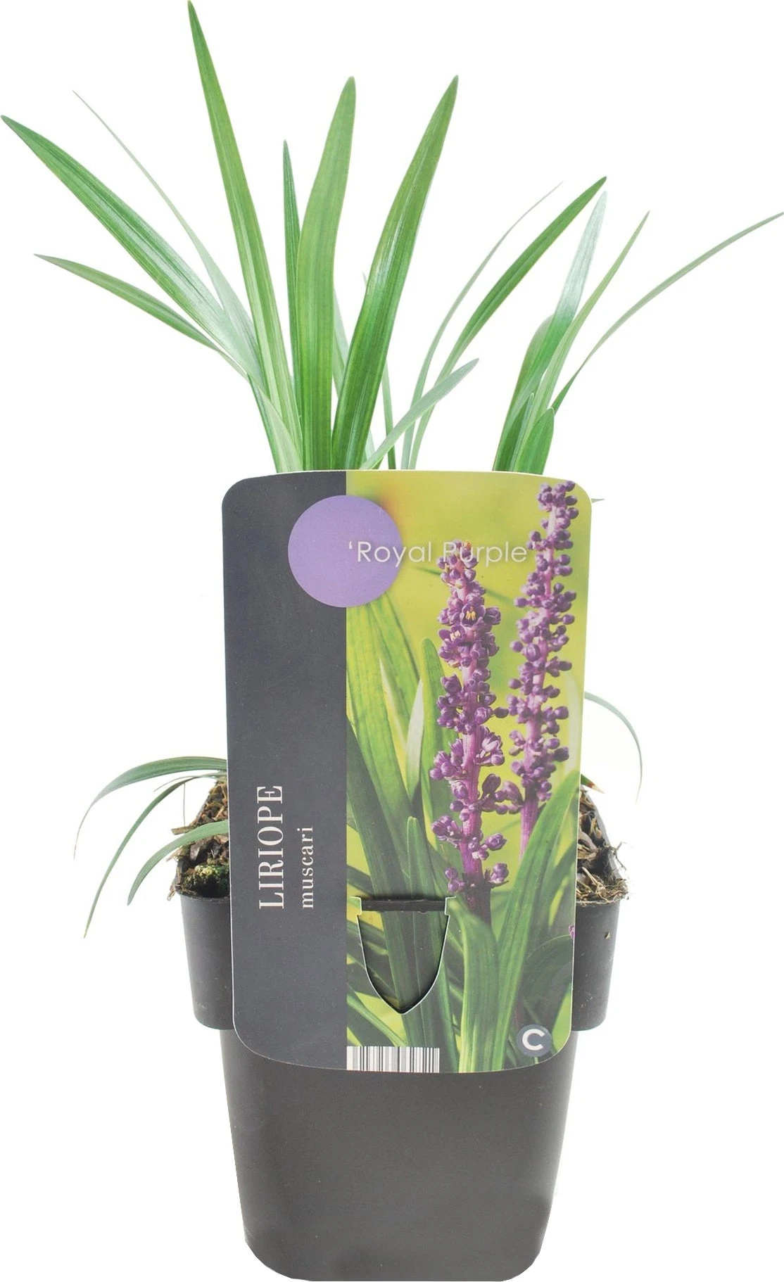 Leliegras (Liriope Muscari 'Royal Purple') D 17 H 30 Cm 3 Leliegras (Liriope Muscari 'Royal Purple') D 17 H 30 Cm