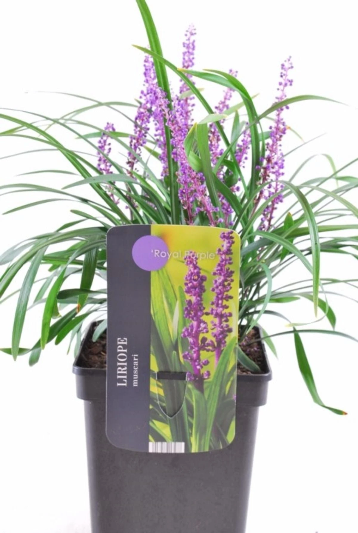 Leliegras (Liriope Muscari 'Royal Purple') D 17 H 30 Cm 4 Leliegras (Liriope Muscari 'Royal Purple') D 17 H 30 Cm - Afbeelding 2