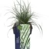 Zegge (Carex Oshimensis 'Everest') D 17 H 30 Cm 2 Zegge (Carex Oshimensis 'Everest') D 17 H 30 Cm -Tuin Planten Winkel 5413953065050