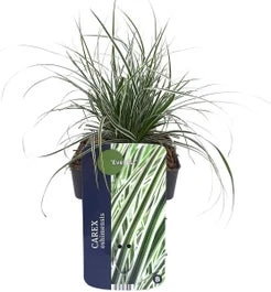 Zegge (Carex Oshimensis 'Everest') D 17 H 30 Cm