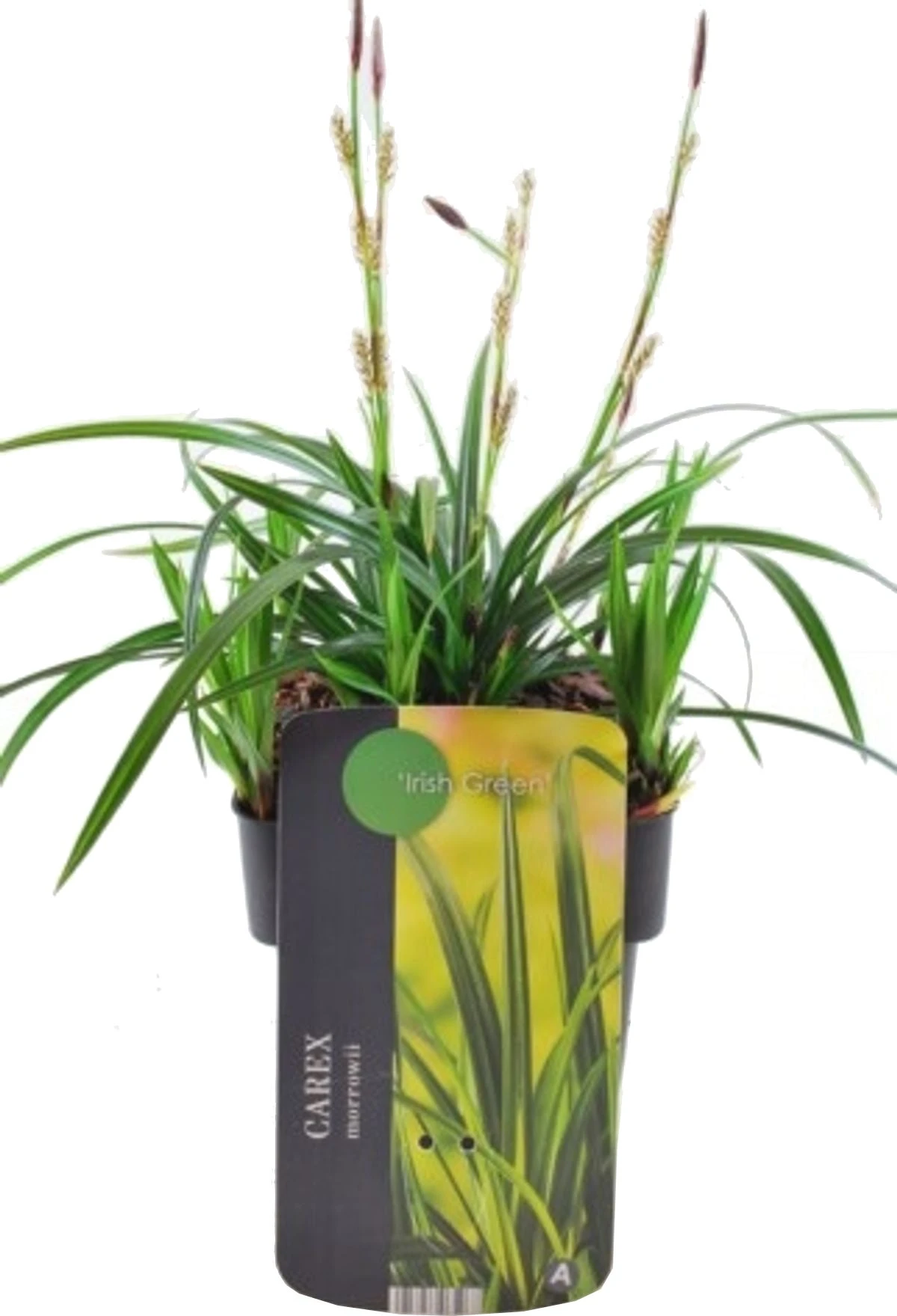 Japanse Zegge (Carex Morrowii 'Irish Green') D 17 H 40 Cm 4 Japanse Zegge (Carex Morrowii 'Irish Green') D 17 H 40 Cm - Afbeelding 2