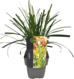 Zegge (Carex Oshimensis 'Ribbon Falls') D 17 H 45 Cm