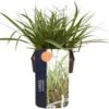 Japanse Zegge (Carex Morrowii 'Everglow') D 17 H 35 Cm 2 Japanse Zegge (Carex Morrowii 'Everglow') D 17 H 35 Cm -Tuin Planten Winkel 5413953067238