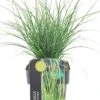 Zegge (Carex Brunnea 'Magic Green') D 17 H 40 Cm