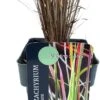 Steppegras (Schizachyrium Scoparium 'Standing Ovation') D 17 H 10 Cm 1 Steppegras (Schizachyrium Scoparium 'Standing Ovation') D 17 H 10 Cm -Tuin Planten Winkel 5413953089780