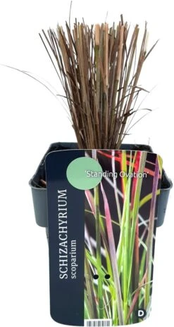 Steppegras (Schizachyrium Scoparium 'Standing Ovation') D 17 H 10 Cm