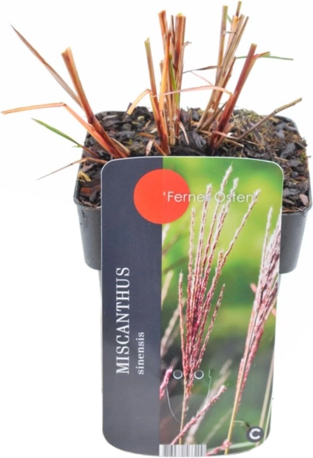 Chinees Riet (Miscanthus Sinensis 'Flamingo') D 17 H 10 Cm 3 Chinees Riet (Miscanthus Sinensis 'Flamingo') D 17 H 10 Cm