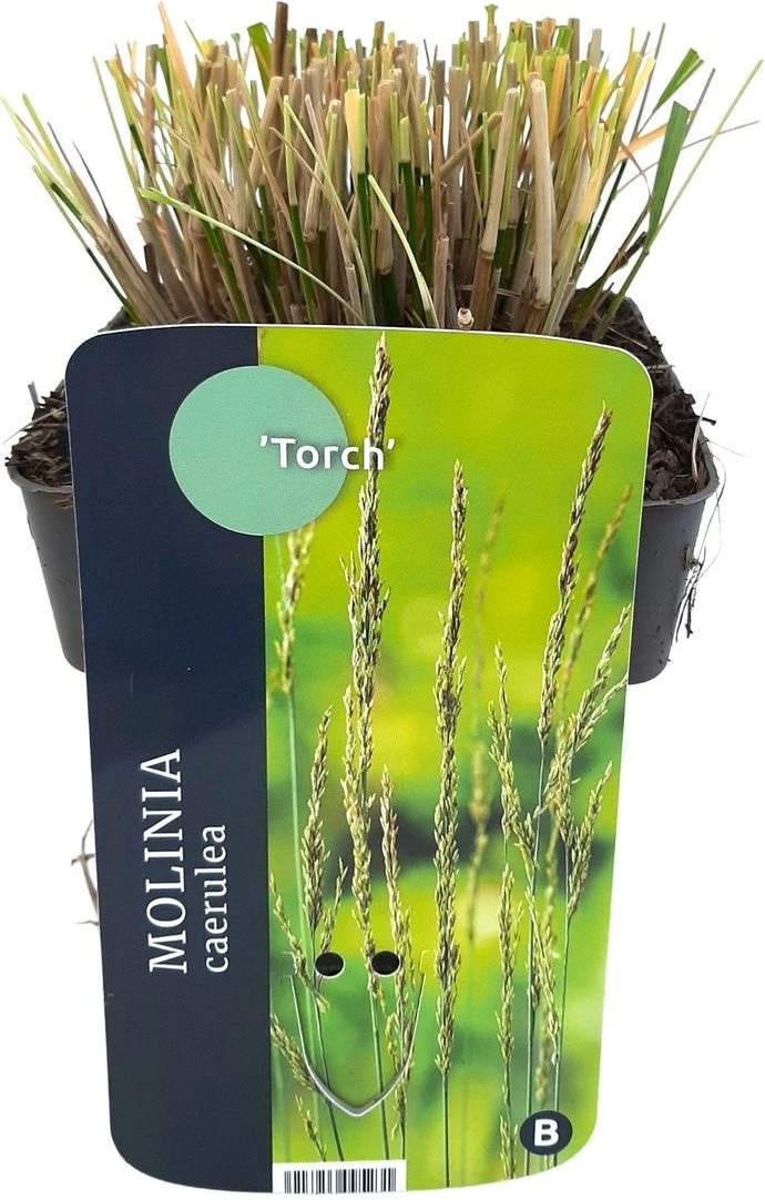 Pijpestrootje (Molinia Caerulea 'Torch') D 17 H 10 Cm 3 Pijpestrootje (Molinia Caerulea 'Torch') D 17 H 10 Cm