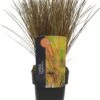 Zegge (Carex Flagellifera 'Auruga') D 17 H 45 Cm -Tuin Planten Winkel 5413953101567