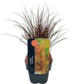 Zegge (Carex Flagellifera 'Auruga') D 17 H 45 Cm -Tuin Planten Winkel 5413953101567 2