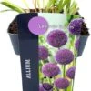 Sierui (Allium 'Lavender Bubbles') D 17 H 10 Cm 1 Sierui (Allium 'Lavender Bubbles') D 17 H 10 Cm -Tuin Planten Winkel 5413953103233