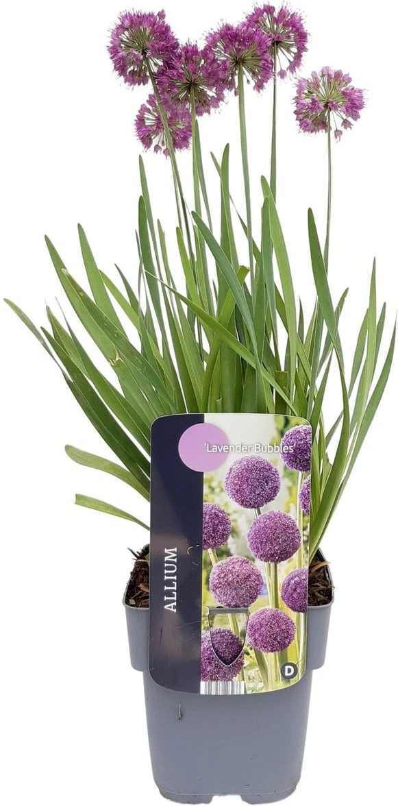 Sierui (Allium 'Lavender Bubbles') D 17 H 10 Cm 4 Sierui (Allium 'Lavender Bubbles') D 17 H 10 Cm - Afbeelding 2