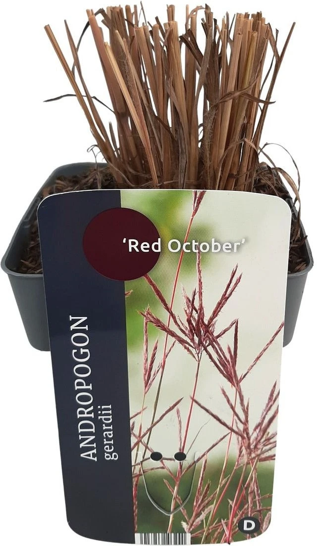 Baardgras (Andropogon Gerardii 'Red October') D 17 H 10 Cm 3 Baardgras (Andropogon Gerardii 'Red October') D 17 H 10 Cm