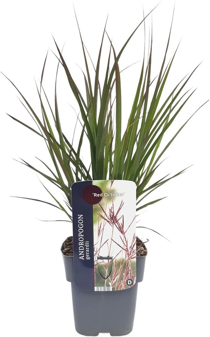Baardgras (Andropogon Gerardii 'Red October') D 17 H 10 Cm 4 Baardgras (Andropogon Gerardii 'Red October') D 17 H 10 Cm - Afbeelding 2