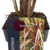 Chinees Riet (Miscanthus Sinensis 'Ruby Cute') D 17 H 10 Cm -Tuin Planten Winkel 5413953103295