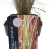 Steppegras (Schizachyrium Scoparium 'Chameleon') D 17 H 10 Cm -Tuin Planten Winkel 5413953103318