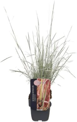 Steppegras (Schizachyrium Scoparium 'Chameleon') D 17 H 10 Cm 5 Steppegras (Schizachyrium Scoparium 'Chameleon') D 17 H 10 Cm -Tuin Planten Winkel 5413953103318 2