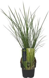 Steppegras (Schizachyrium Scoparium 'Ha Ha Tonka') D 17 H 10 Cm 3 Steppegras (Schizachyrium Scoparium 'Ha Ha Tonka') D 17 H 10 Cm