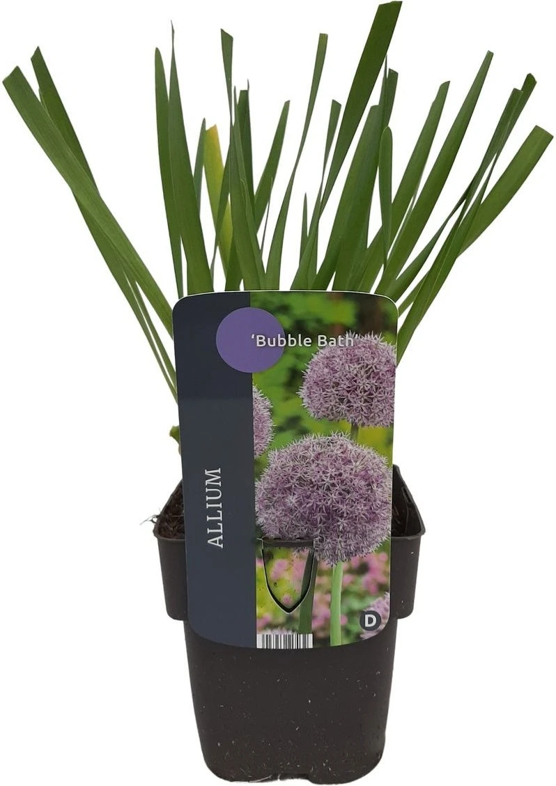 Sierui (Allium 'Bubble Bath') D 17 H 10 Cm 3 Sierui (Allium 'Bubble Bath') D 17 H 10 Cm