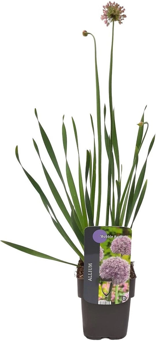 Sierui (Allium 'Bubble Bath') D 17 H 10 Cm 4 Sierui (Allium 'Bubble Bath') D 17 H 10 Cm - Afbeelding 2
