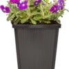 Blauwkussen (Aubrieta Deltoidea 'Hamburg Stadtpark') D 9 H 15 Cm -Tuin Planten Winkel 5413953355304 0