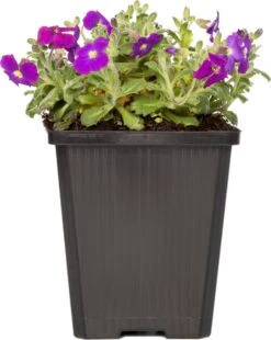 Blauwkussen (Aubrieta Deltoidea 'Hamburg Stadtpark') D 9 H 15 Cm