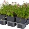 Steenbreek (Saxifraga Arendsii 'Purpurteppich') Sixpack D 9 H 20 Cm -Tuin Planten Winkel 5413953355311