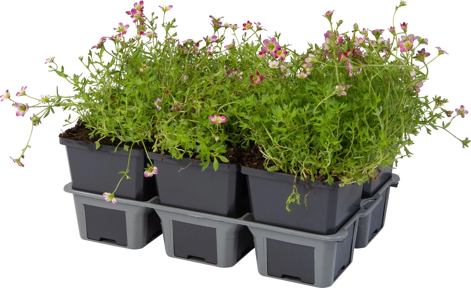 Steenbreek (Saxifraga Arendsii 'Purpurteppich') Sixpack D 9 H 20 Cm