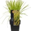 Zegge (Carex Oshimensis 'Everillo') D 17 H 40 Cm 1 Zegge (Carex Oshimensis 'Everillo') D 17 H 40 Cm -Tuin Planten Winkel 5413953994572