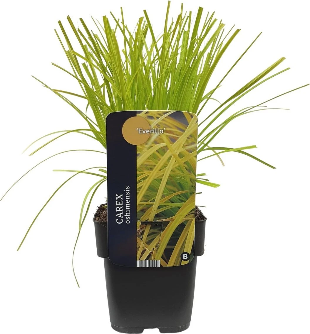 Zegge (Carex Oshimensis 'Everillo') D 17 H 40 Cm 3 Zegge (Carex Oshimensis 'Everillo') D 17 H 40 Cm