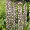 Stekelige Bereklauw (Acanthus Mollis) D 11 H 100 Cm -Tuin Planten Winkel 8712044000343