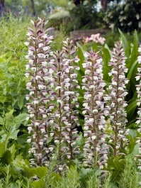 Stekelige Bereklauw (Acanthus Mollis) D 11 H 100 Cm