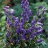 Monnikskap (Aconitum Carmichaelii 'Arendsii') D 11 H 120 Cm 2 Monnikskap (Aconitum Carmichaelii 'Arendsii') D 11 H 120 Cm -Tuin Planten Winkel 8712044001579