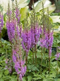 Pluimspirea (Astilbe Chinensis 'Pumila') D 11 H 40 Cm 3 Pluimspirea (Astilbe Chinensis 'Pumila') D 11 H 40 Cm