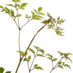 Pluimspirea (Astilbe (J) 'Deutschland') D 11 H 20 Cm 5 Pluimspirea (Astilbe (J) 'Deutschland') D 11 H 20 Cm -Tuin Planten Winkel 8712044012308 2