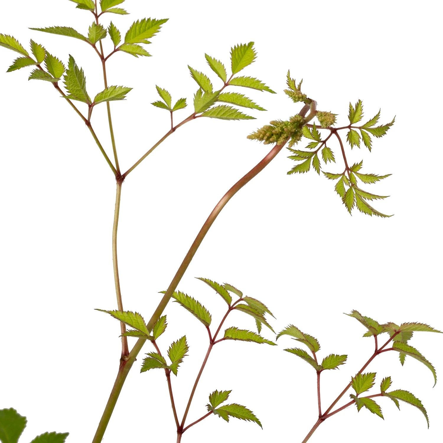 Pluimspirea (Astilbe (J) 'Deutschland') D 11 H 20 Cm 4 Pluimspirea (Astilbe (J) 'Deutschland') D 11 H 20 Cm - Afbeelding 2